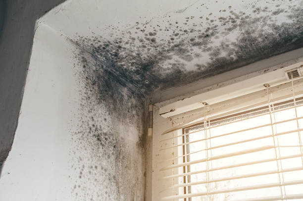 Affordable Crawl Space Mold Remediation solutions in Hillside, NJ